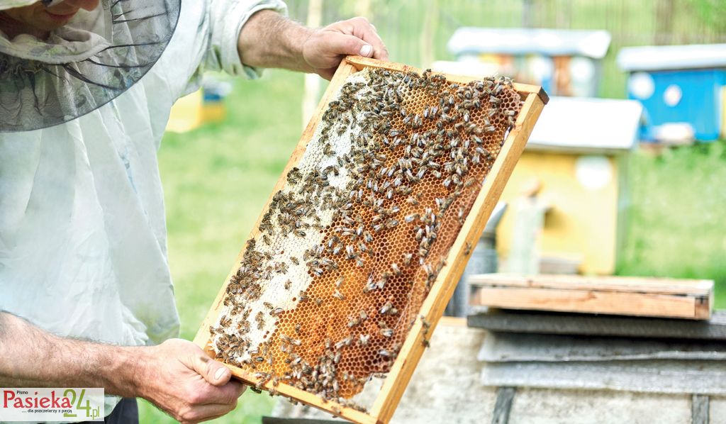 Co wydarzyło się w pasiekach, czyli podsumowanie minionego sezonu