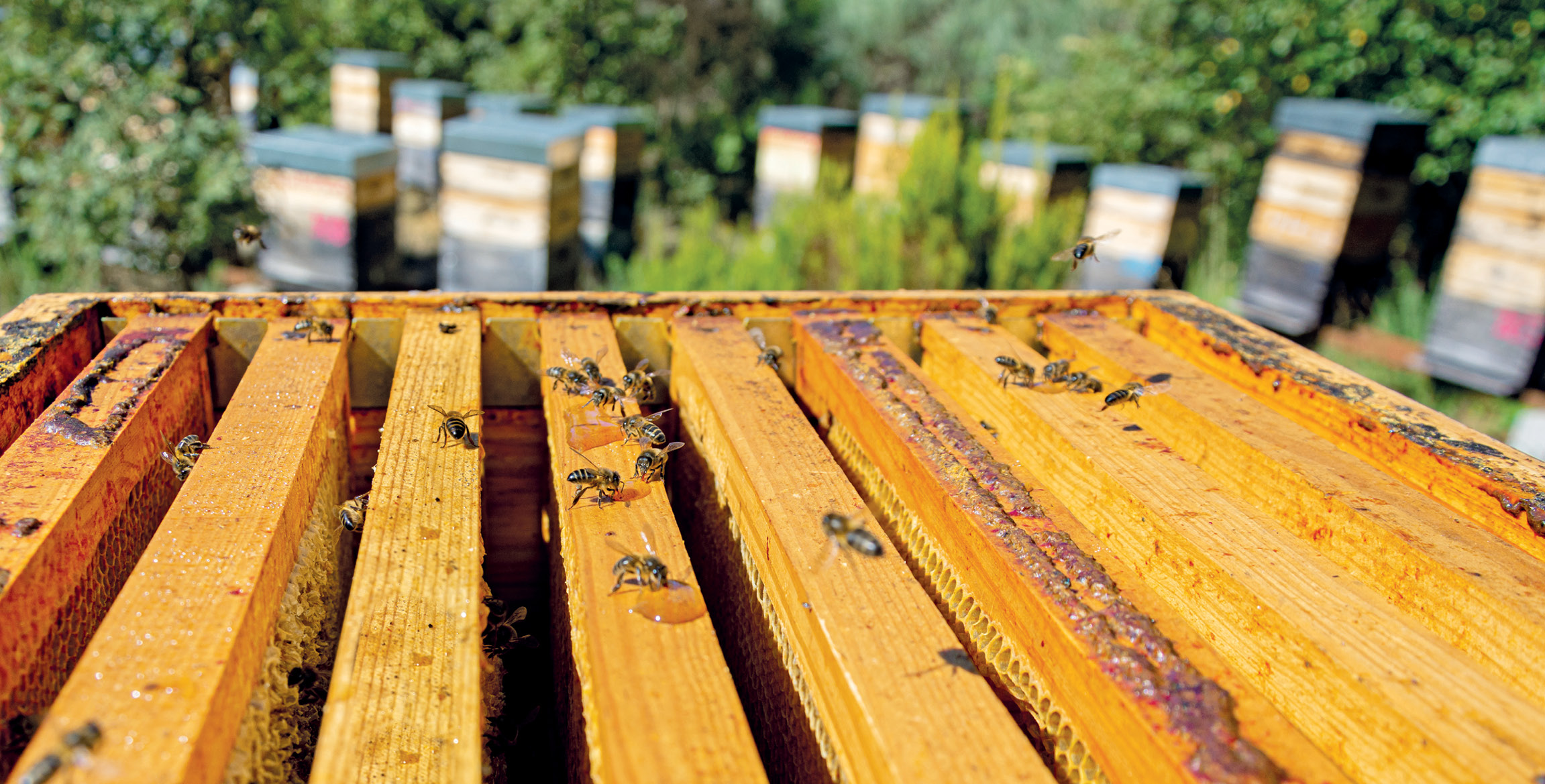 Immunostymulujące właściwości propolisu