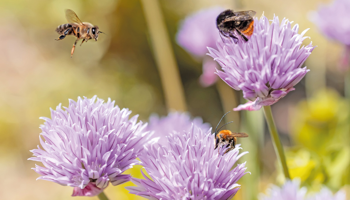 Pszczoła miodna – gatunek inwazyjny?