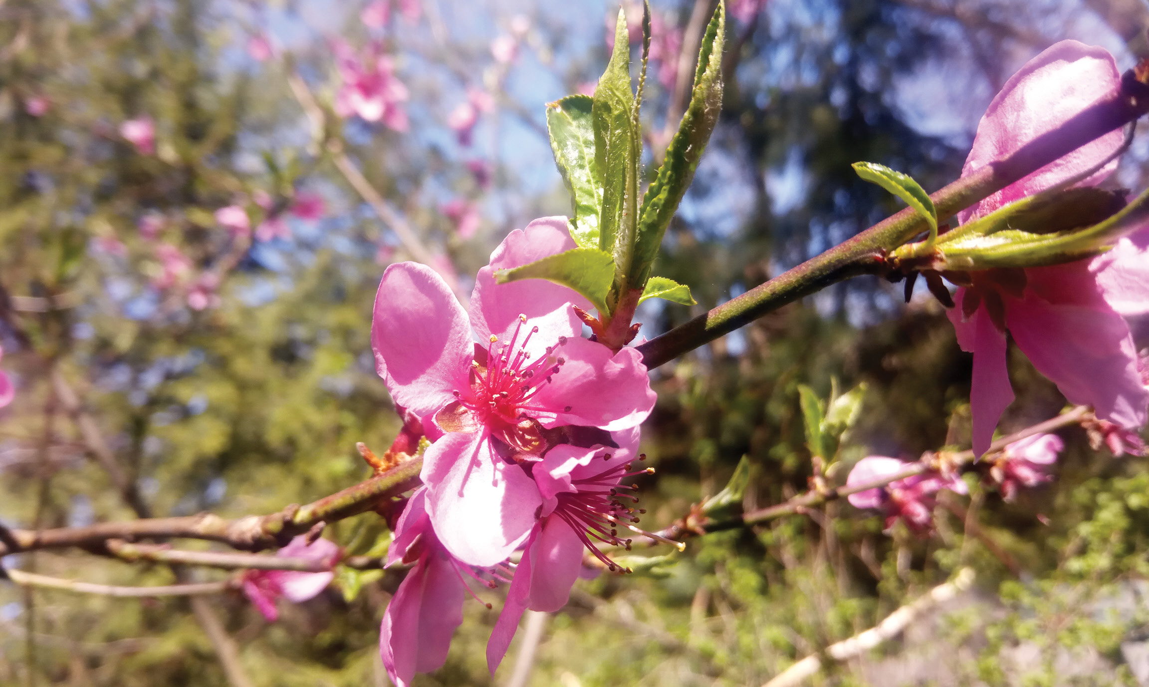 Miododajne rabaty „archeologiczne”