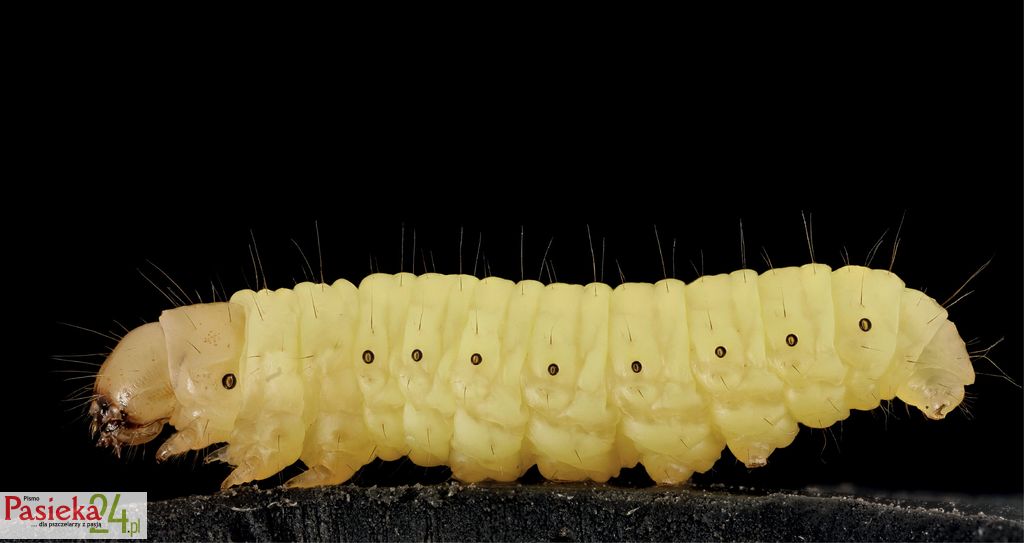 Barciak większy – szkodnik pszczół i bezkręgowiec laboratoryjny