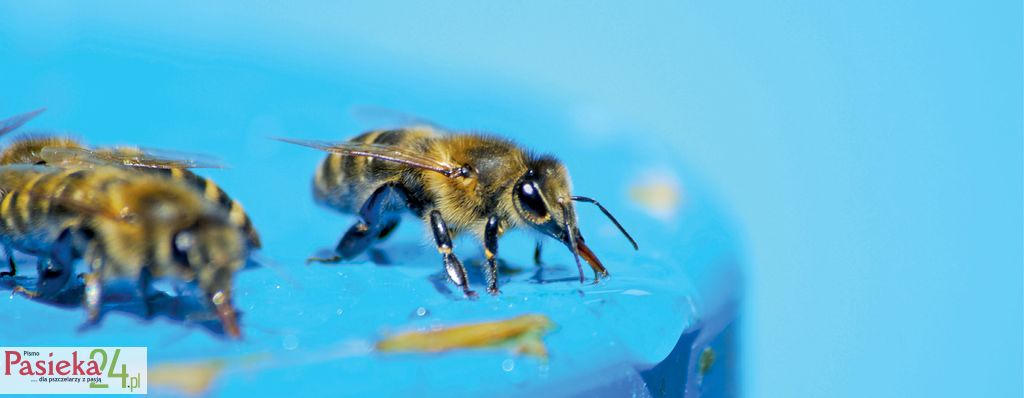 Stymulacja i karmienie pszczół przed zimowlą