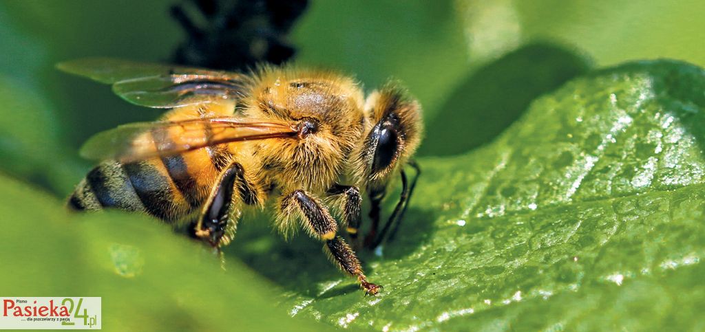 Miód ze spadzi liściastej pod lupą