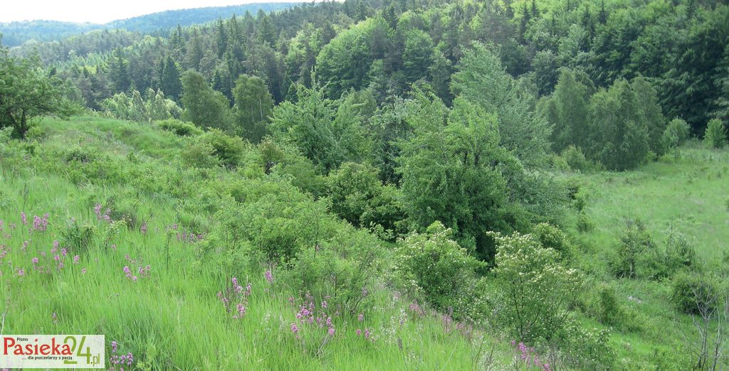 Miododajne murawy kserotermiczne