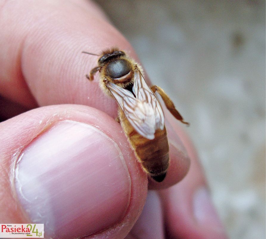 Metody oceny wieku pszczół dorosłych, cz. 1.