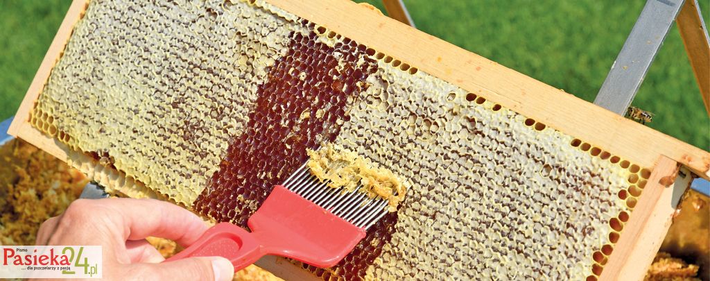 Miód i niektóre inne produkty pszczele w zapaleniu zatok