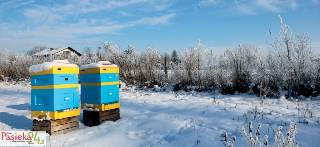 Dlaczego zdecydowałem się na ul Dadanta? – Studium przypadku