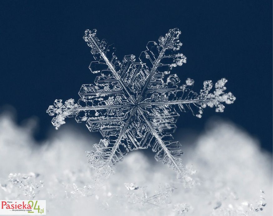 Co ma wspólnego pyłek kwiatowy ze śniegiem?
