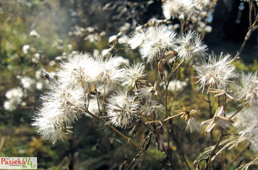 Pora zimna w ogrodach miododajnych