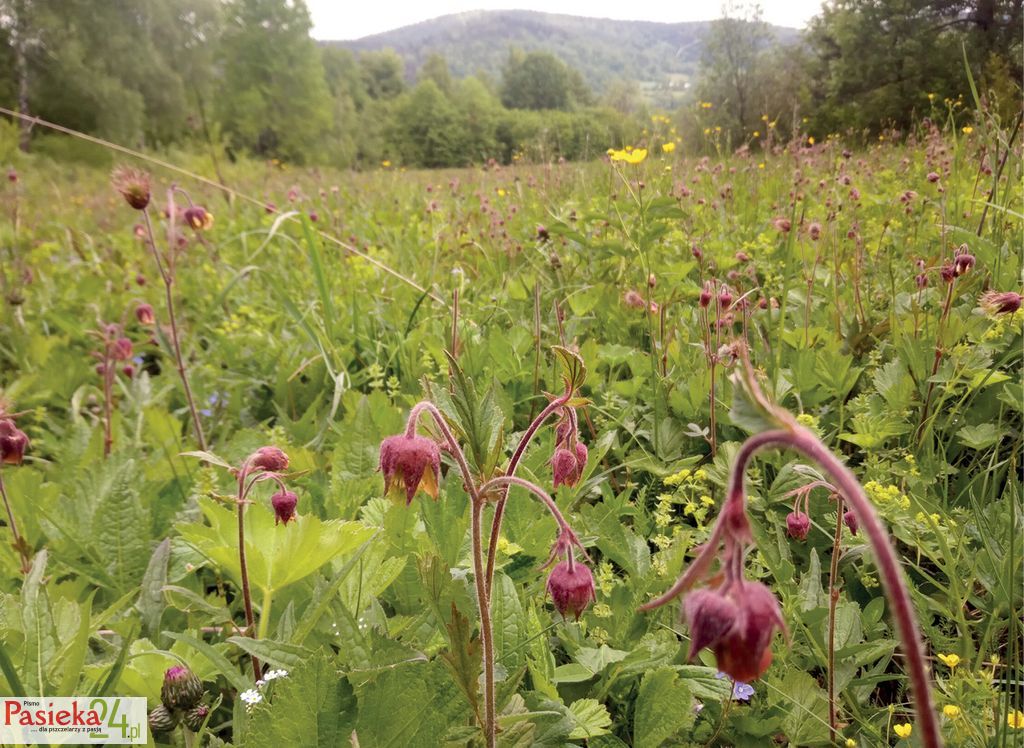 O wzbogacaniu pożytków – wprowadzenie z ekologii roślin