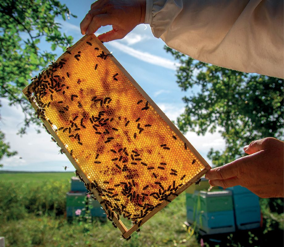 Czy istnieją proste metody wykrywania zafałszowań wosku pszczelego? Cz. 2. 