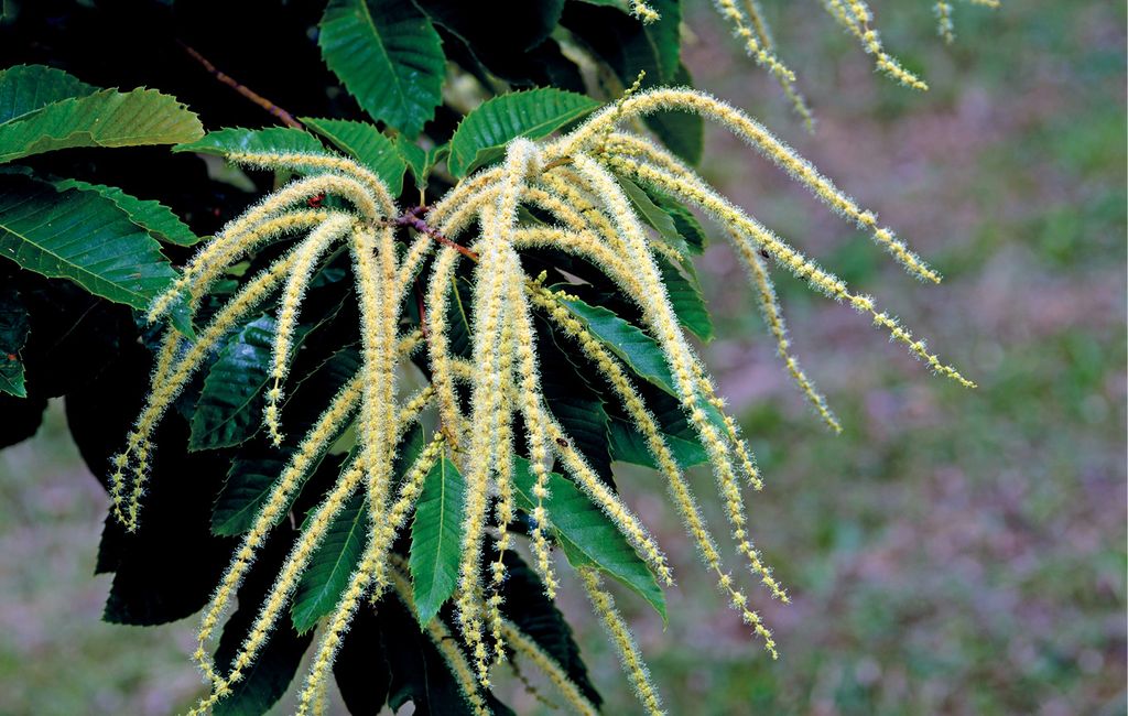 Miód kasztanowy pod lupą