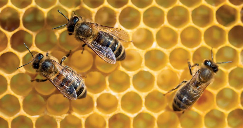 Czy matki pszczele mogą się zarazić, jeśli larwy do ich wychowu były pobrane z chorej rodziny? Czy choroby wirusowe atakują rodziny, które mają świeże plastry? Specjalistka odpowiada