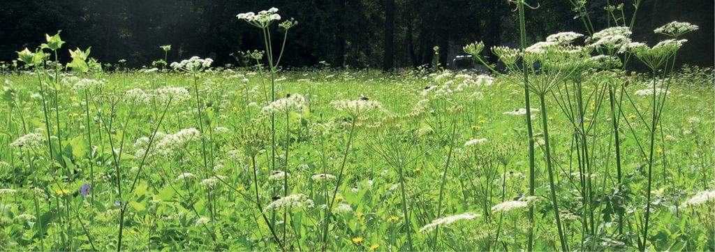 Odwiedziny na kwiatach – owady, rośliny i sieci zapyleń