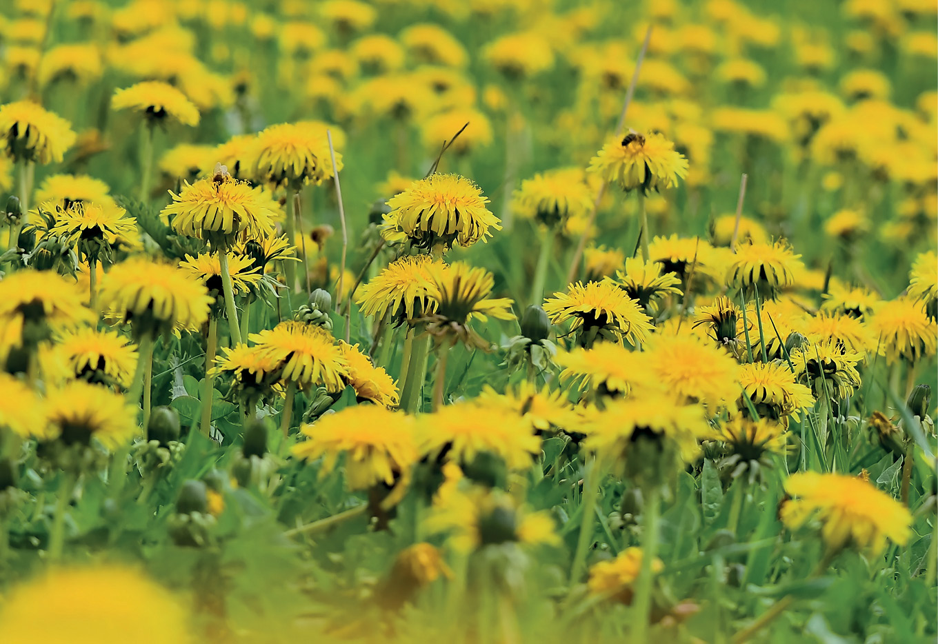 Obliczanie wydajności miodowej bazy pożytkowej na potrzeby własnej pasieki – poradnik krok po kroku