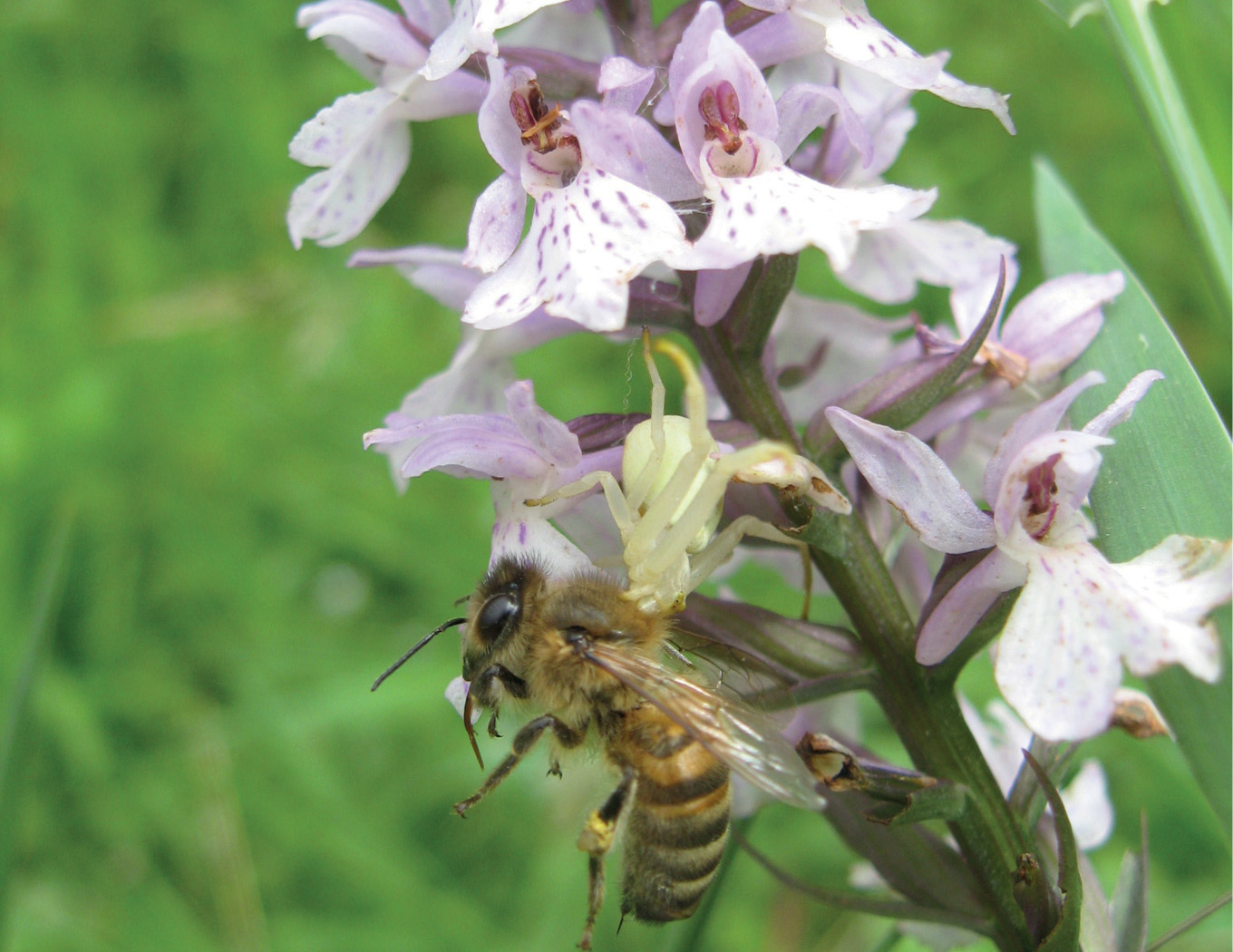 Wzbogacanie bazy pokarmowej – miododajne rabaty z natury, cz. 1.