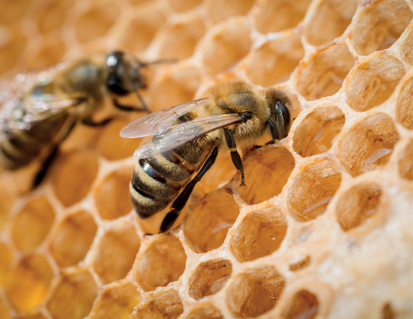 Czy zostawianie otwartych dennic osiatkowanych na zimę pomaga pszczołom?