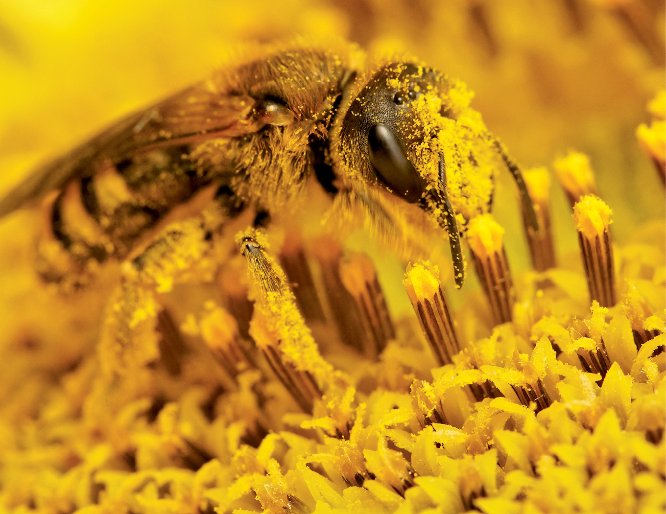Obliczanie wydajności pyłkowej na potrzeby własnej pasieki – poradnik krok po kroku