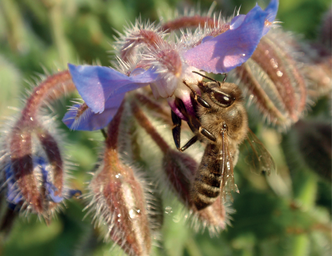 Rośliny miododajne w płodozmianach