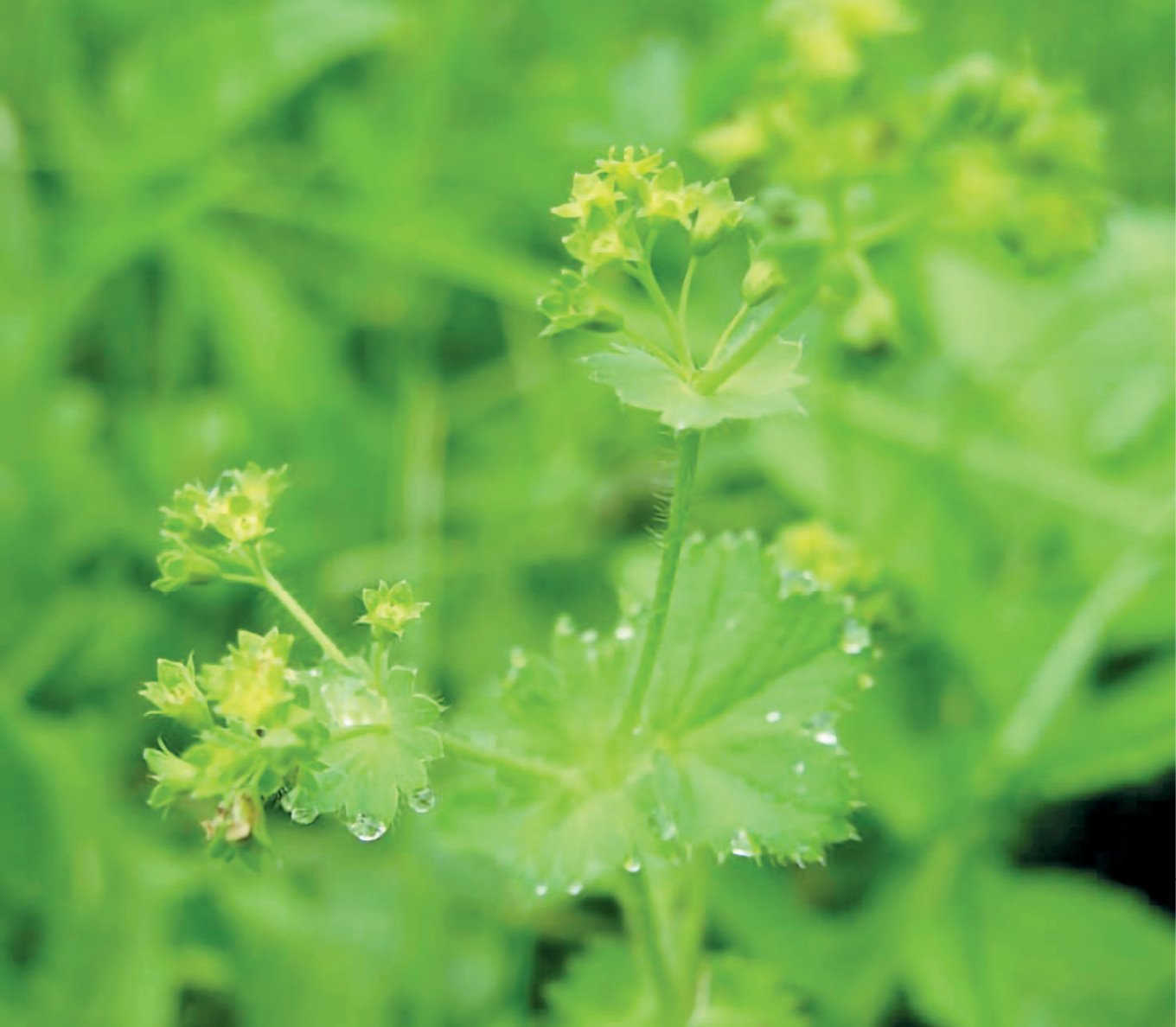 Miododajne rabaty z natury – ciepłolubne łąki przywrotnikowe z Ojcowskiego Parku Narodowego