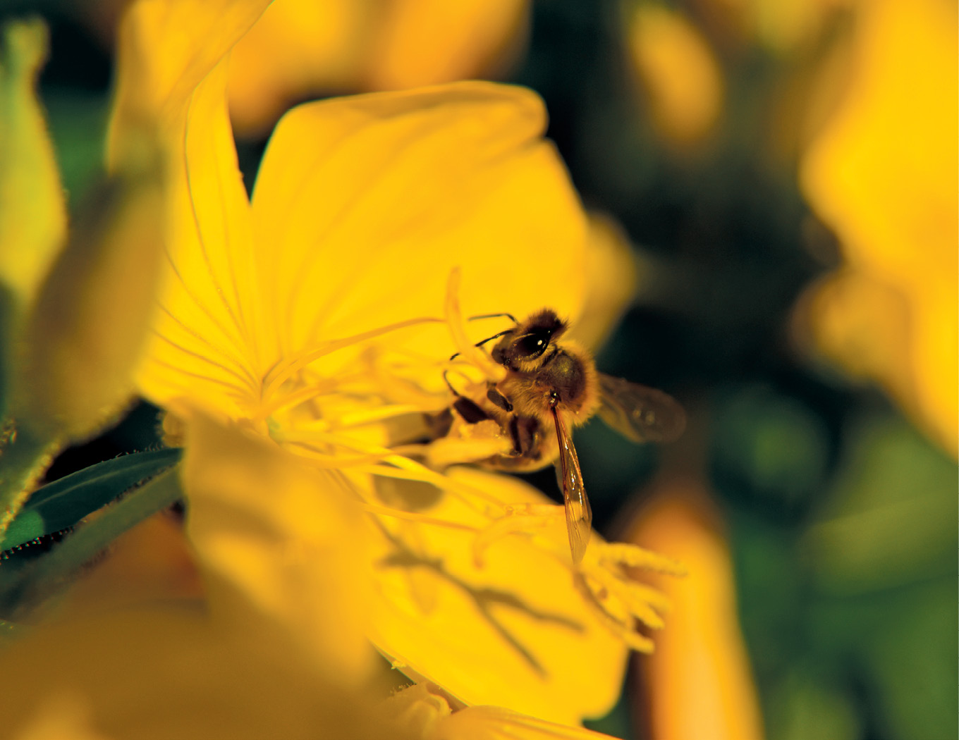 Łąka kwietna w ogrodzie wiejskim i miejskim