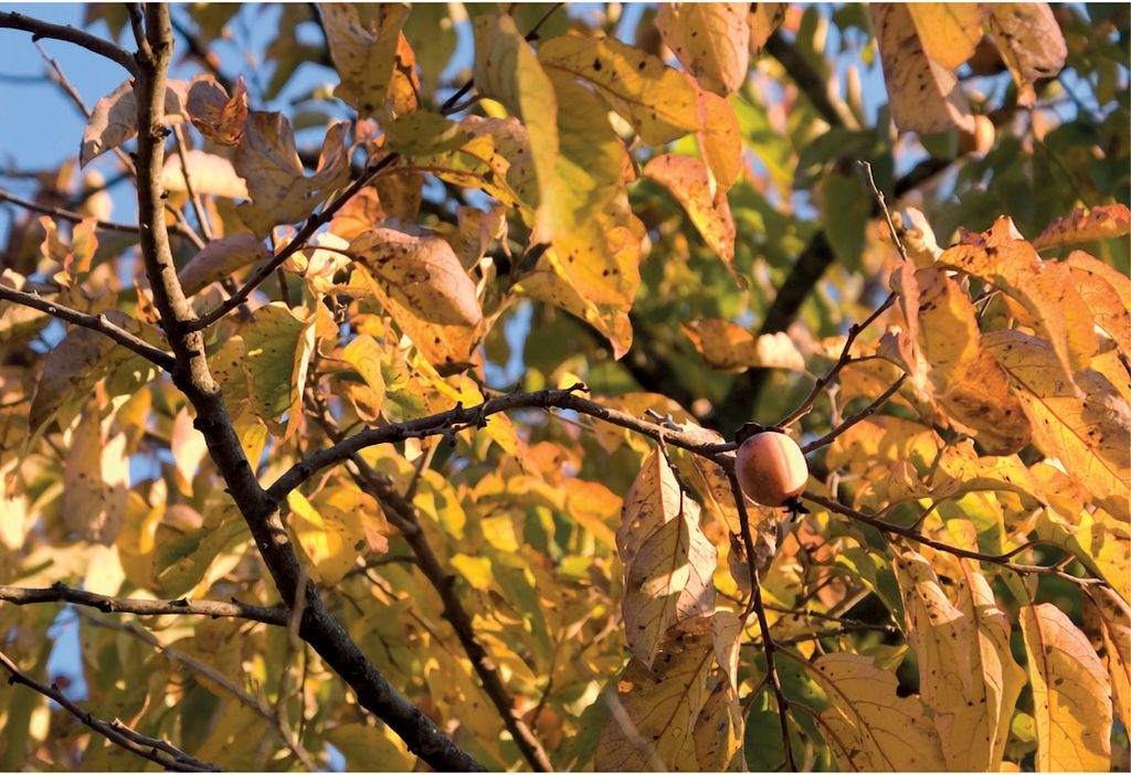 Hurma amerykańska Diospyros virginiana jako drzewo pożytkowe, dekoracyjne i deserowe