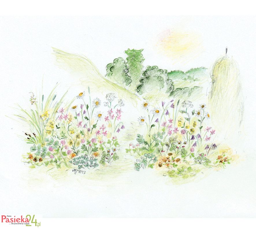 Wzbogacanie bazy pokarmowej - miododajne rabaty z natury, cz. 2.