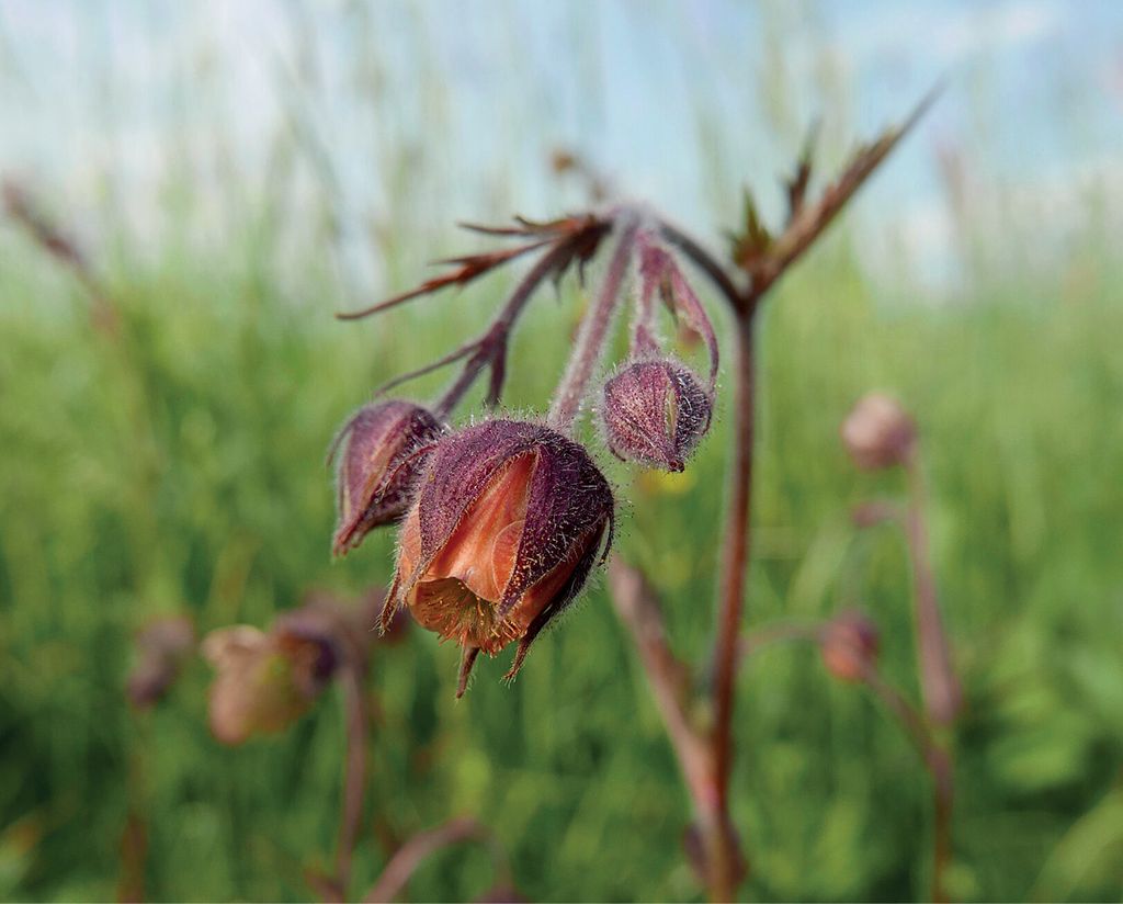Wzbogacanie bazy pokarmowej – miododajne rabaty z natury, cz. 3.