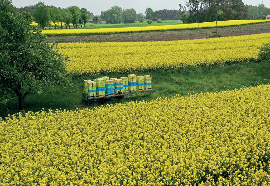 Optymalizacja prac w pasiece