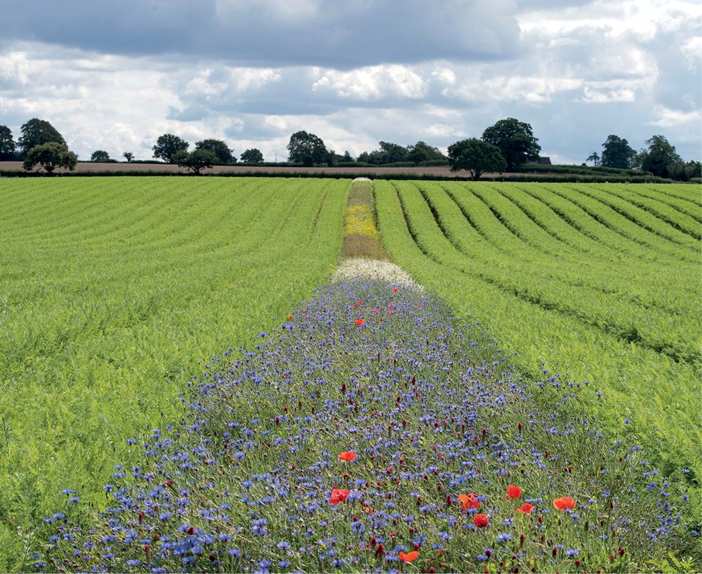 Nowoczesna miedza kwiatowa – dla nas i dla pszczół