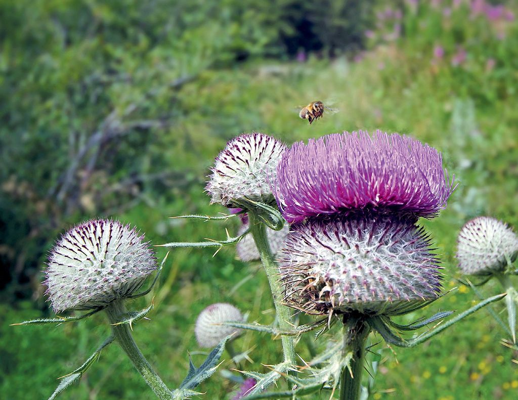 Wzbogacanie bazy pokarmowej: pasy ochronne wokół pasiek wzorowane na olszynkach i ziołoroślach