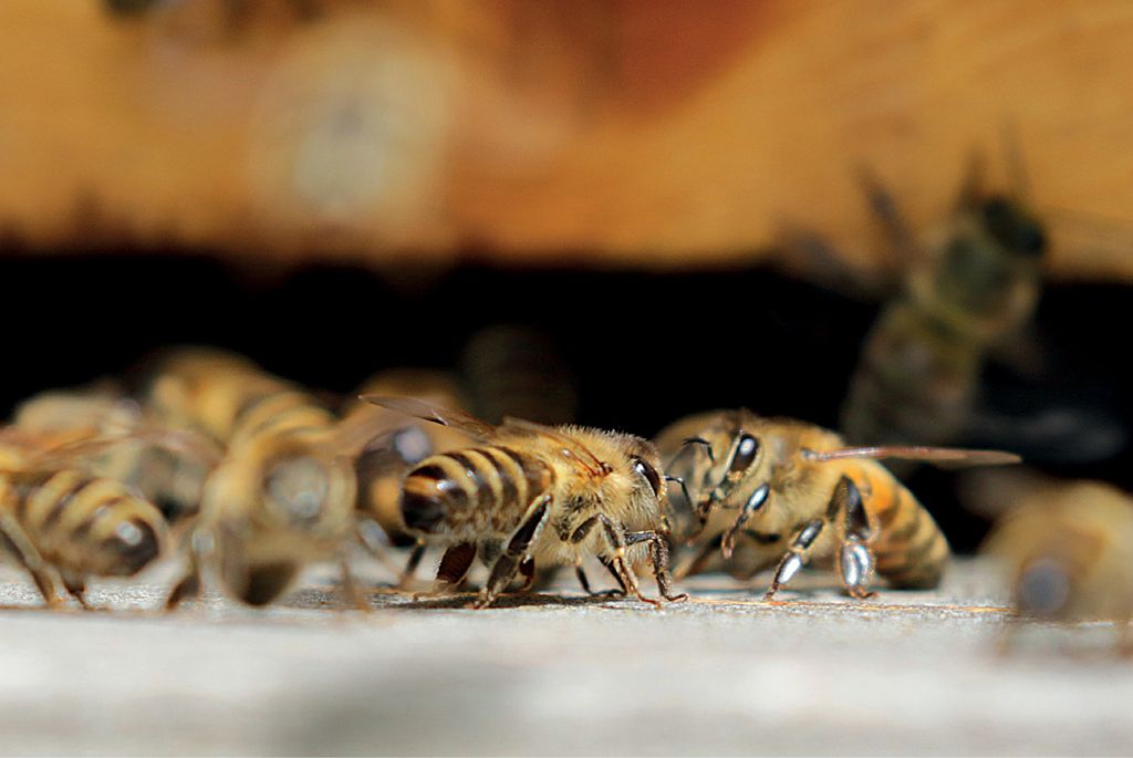 Pasieczne warcaby – jak i kiedy przenosić ule, aby wygrać?