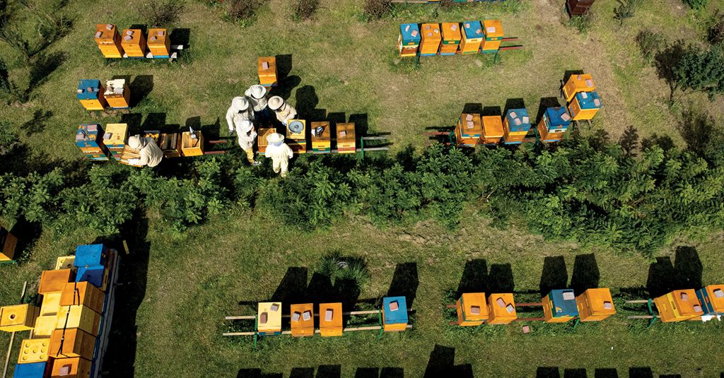 Dlaczego warto zdobywać wiedzę na przykładzie pasieki edukacyjnej Warmińska Pszczoła