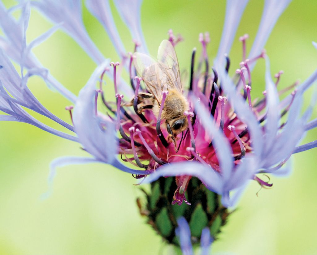 Wzbogacanie bazy pokarmowej: rabaty z natury – Wojkowa w Beskidzie Sądeckim