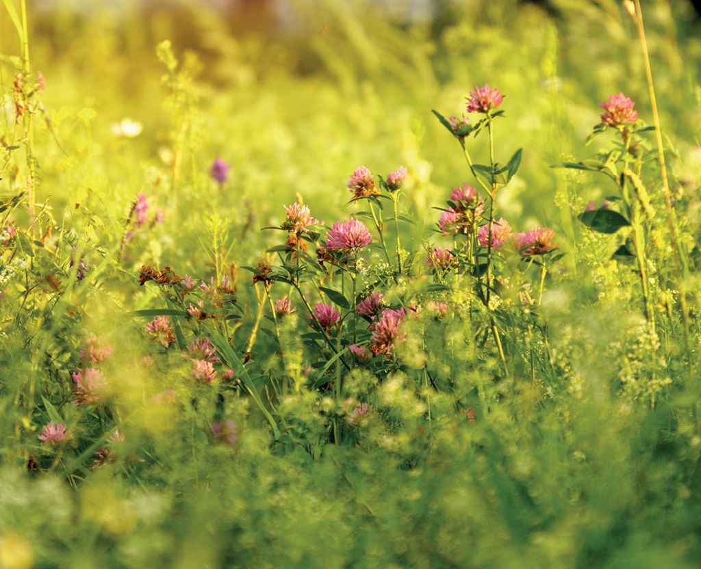 Koniczyny jako rośliny pożytkowe