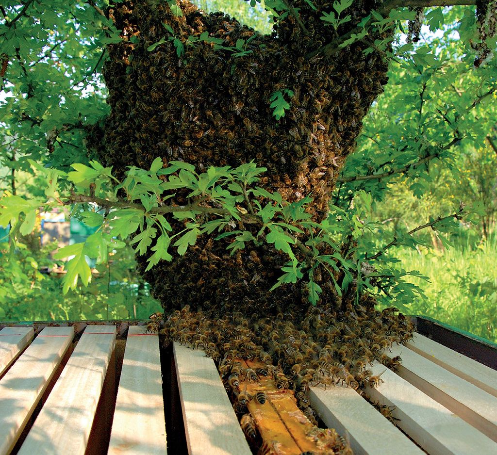 Miejska rójka: Houston, mamy problem!