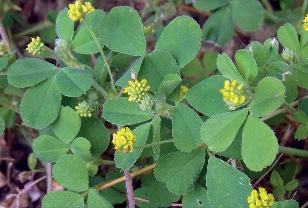Mikrokoniczyny będące i niebędące koniczynami