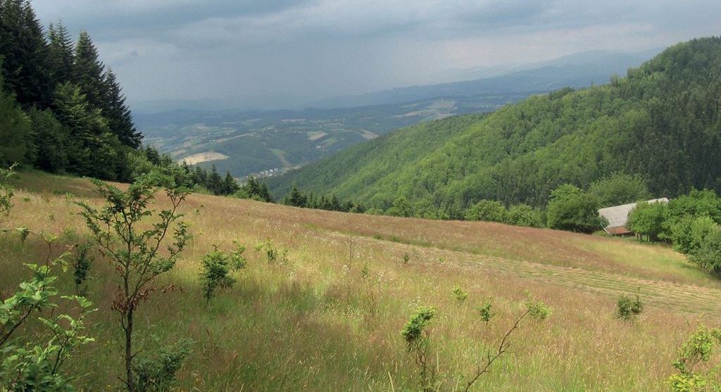 Wzbogacanie bazy pokarmowej: rabaty z natury – Wola Krogulecka