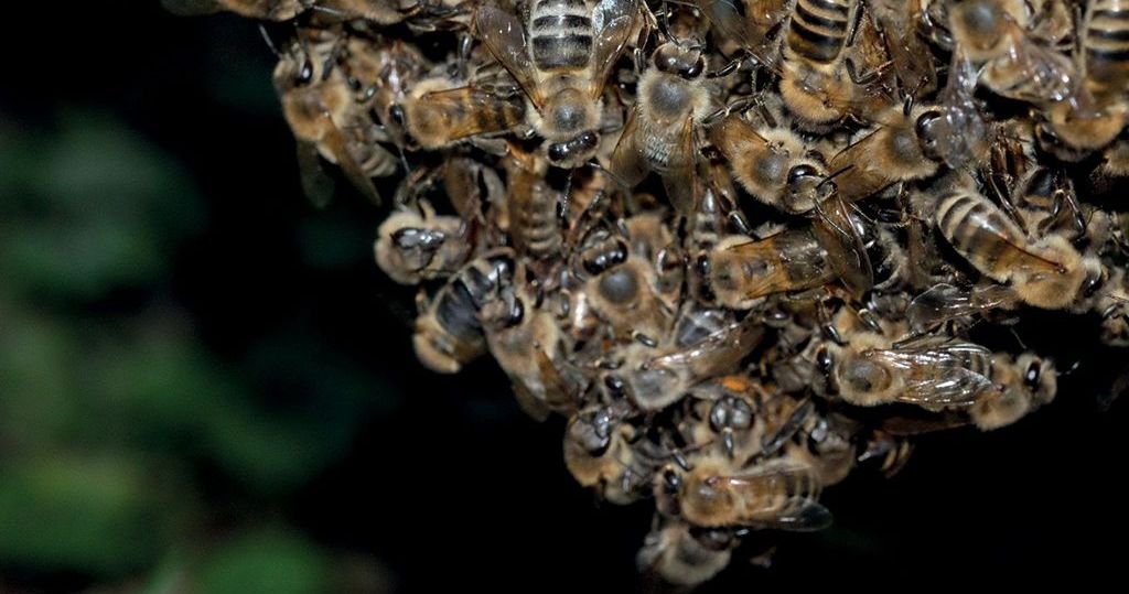 Wyrojenie, poszukiwanie pszczół i ich ochrona według przepisów prawnych