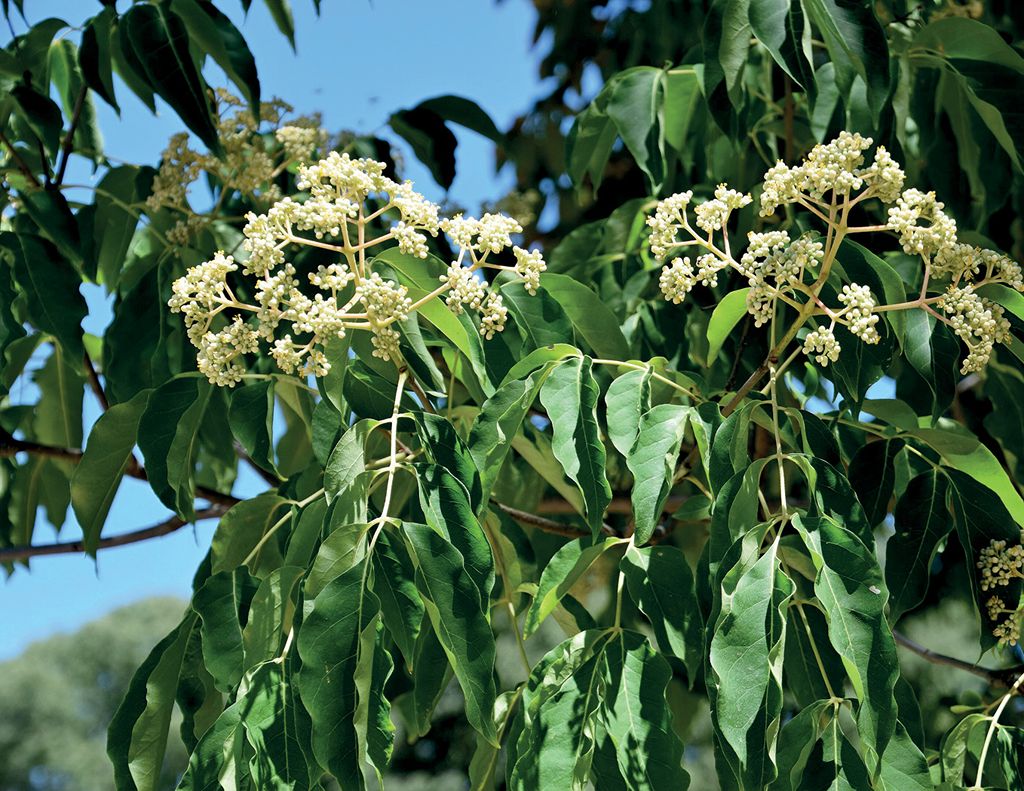 Ewodia aksamitna – raj dla pszczół