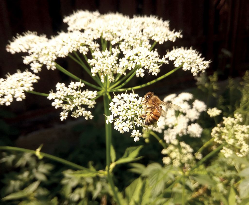 Wzbogacanie bazy pokarmowej: rabaty z natury – Piwniczna - Kosarzyska