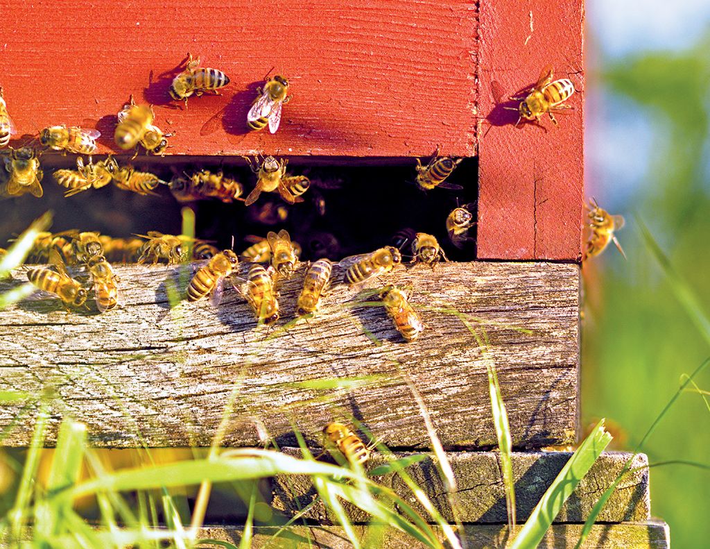 Z tym rojem to nie takie proste