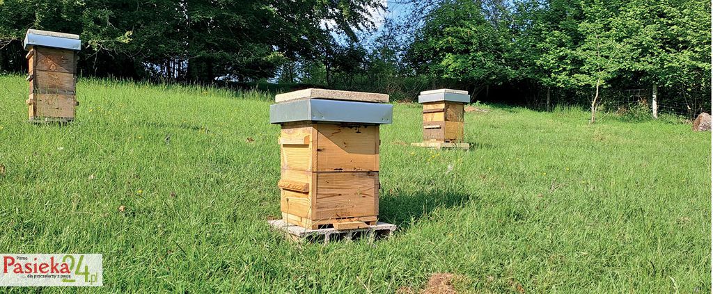 Ul ludowy – szansa dla pszczół i hobbystów