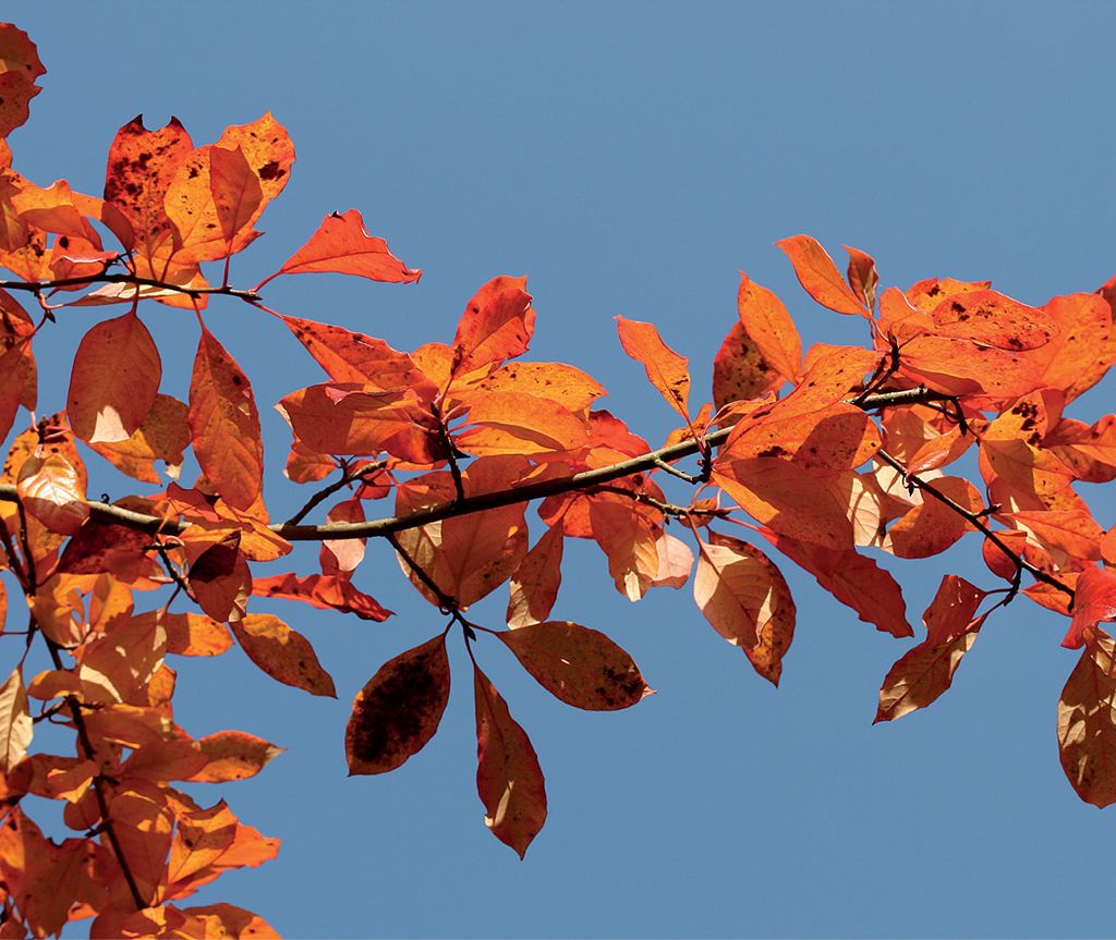 Błotnia wyżynna (leśna) Nyssa sylvatica jako drzewo pożytkowe i ozdobne