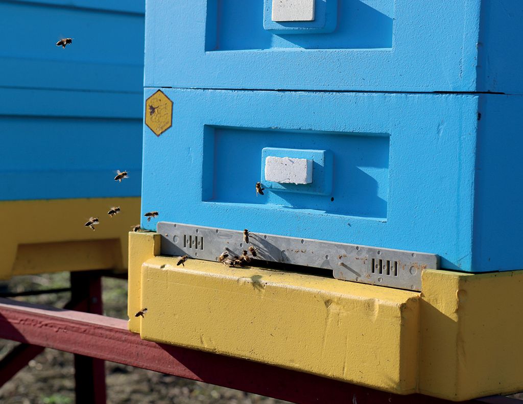 Karmić czy nie karmić pszczoły wiosną?