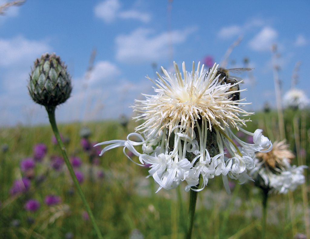 Wzbogacanie bazy pokarmowej: miododajne rabaty z natury – tam, gdzie murawa łączy się z łanem zboża