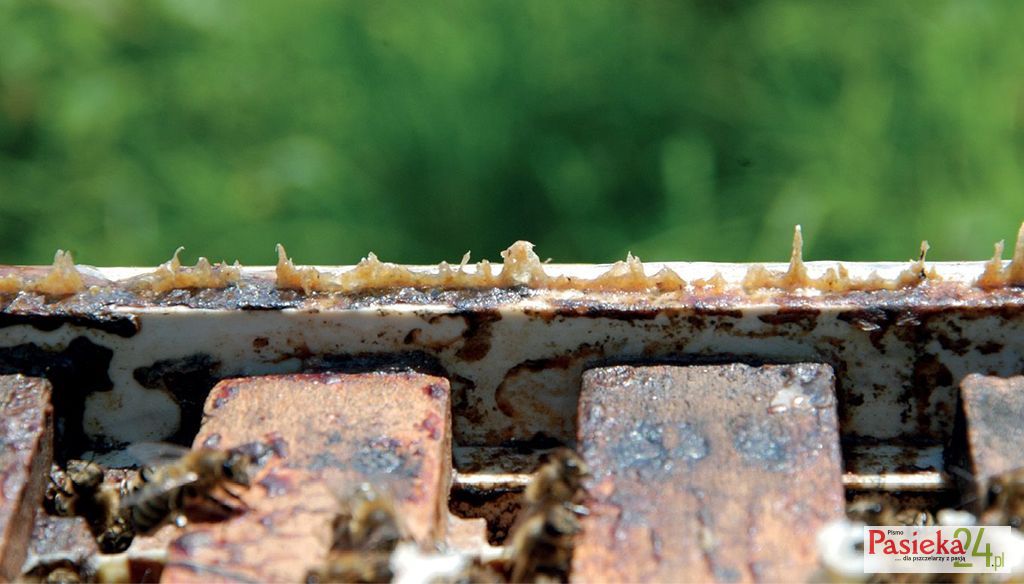 Propolis i jego ekstrakty aktywne biologicznie