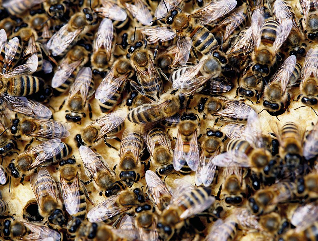 Polietyzm u pszczół miodnych: podział kast, ale wspólny cel, cz. 3.