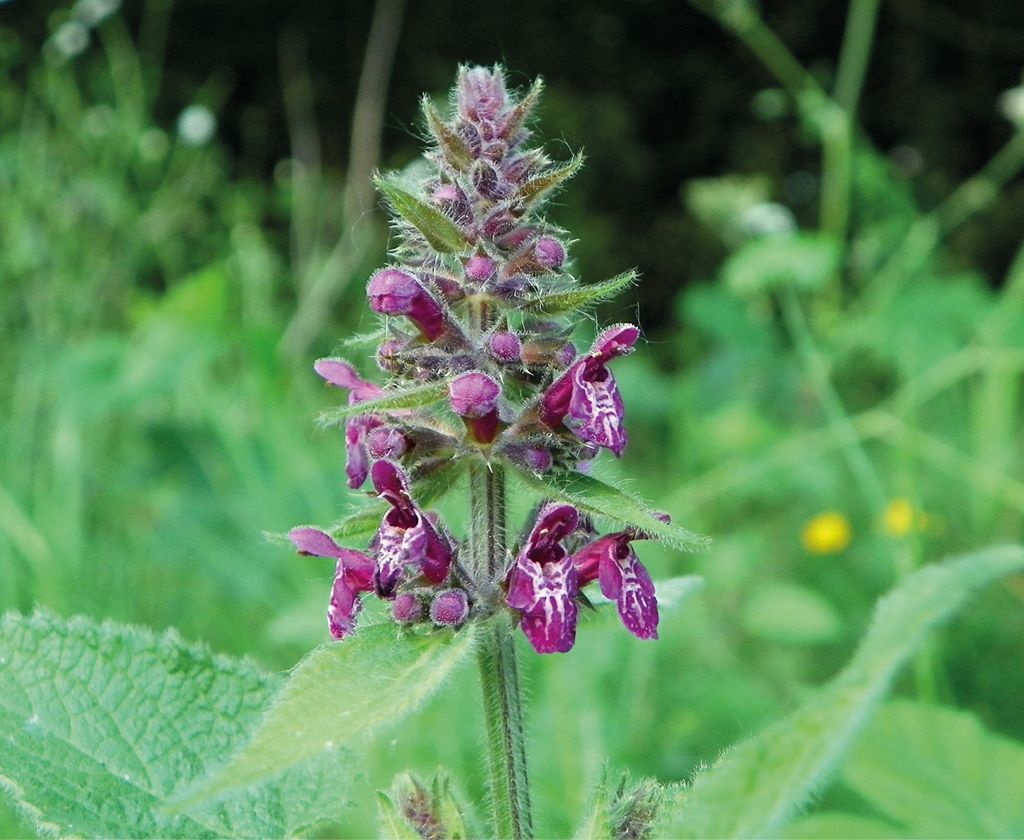 Wzbogacanie bazy pokarmowej: miododajne rabaty z natury – dolina potoku Jaworzynka w Beskidzie Sądeckim