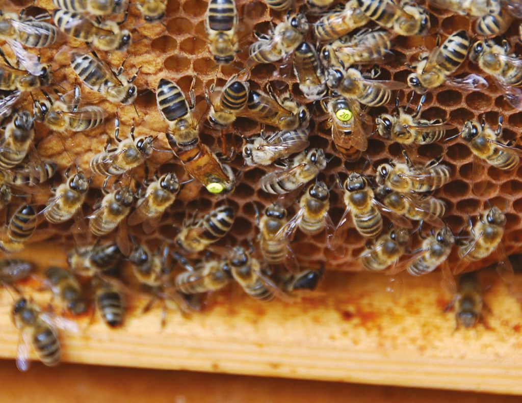 Czy dwumateczność w rodzinie pszczelej może wyeliminować nastrój rojowy?